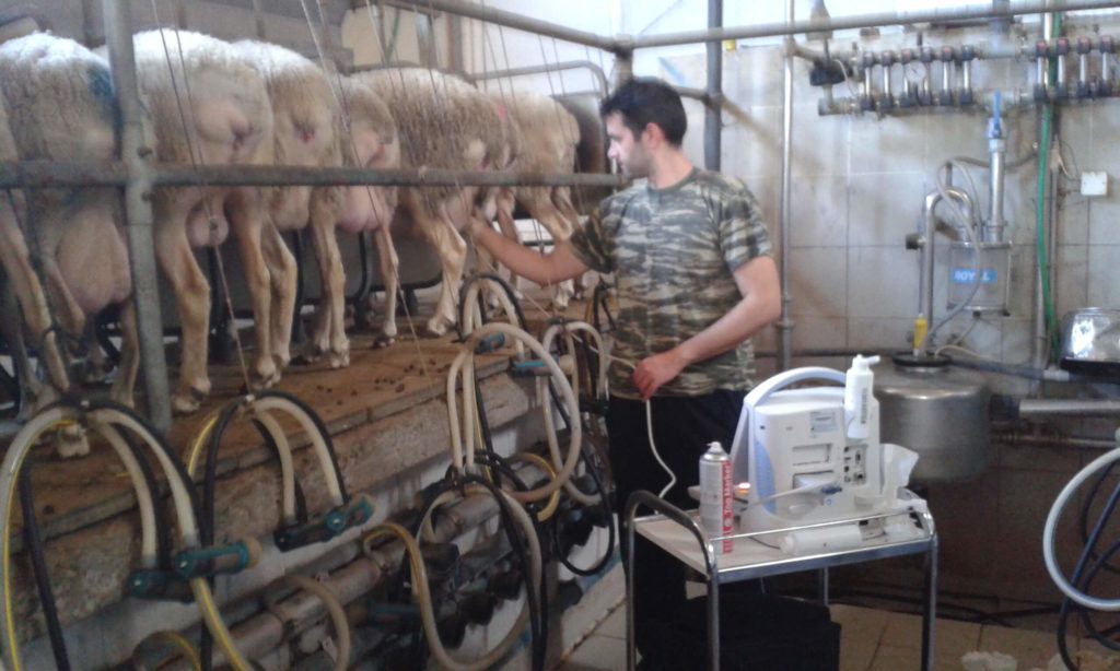 Διάγνωση κυοφορίας προβάτων γιδιών